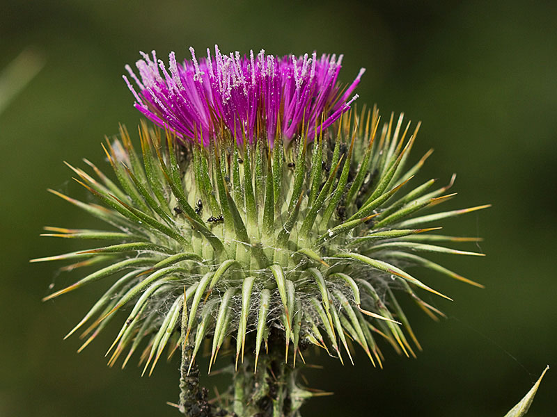 Inflorescencia del Onopordum acanthium, Alcachofa borriquera