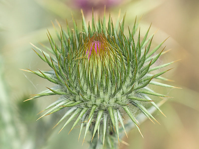Inflorescencia antes de la antesis de la Onopordum acanthium, Alcachofa borriquera