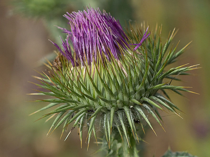 Inflorescencia de la Onopordum acanthium, Alcachofa borriquera