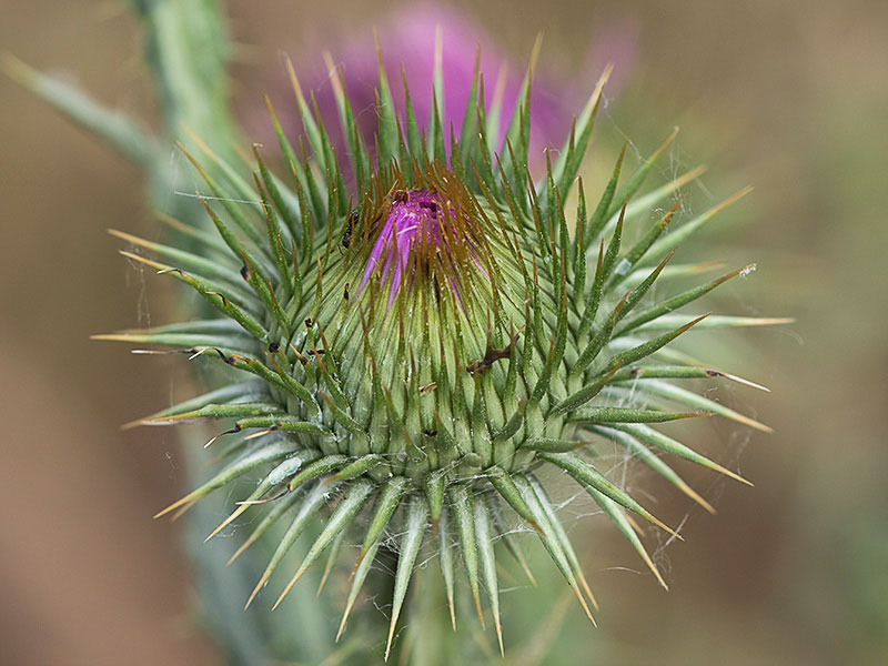 Onopordum acanthium, Alcachofa borriquera