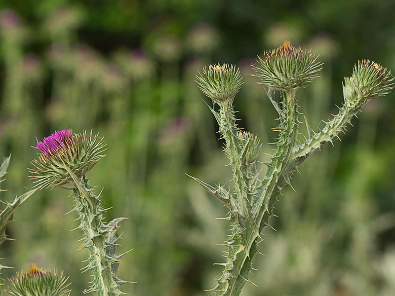 Onopordum acanthium, Alcachofa borriquera