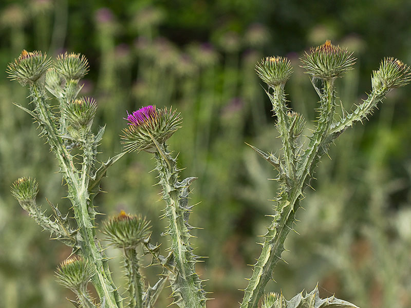 Tallos de la Onopordum acanthium, Alcachofa borriquera
