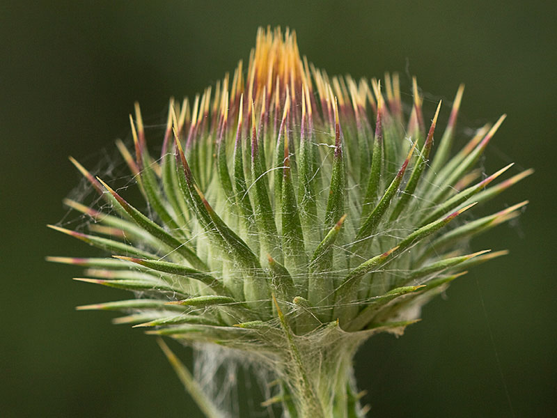 Onopordum acanthium, Alcachofa borriquera