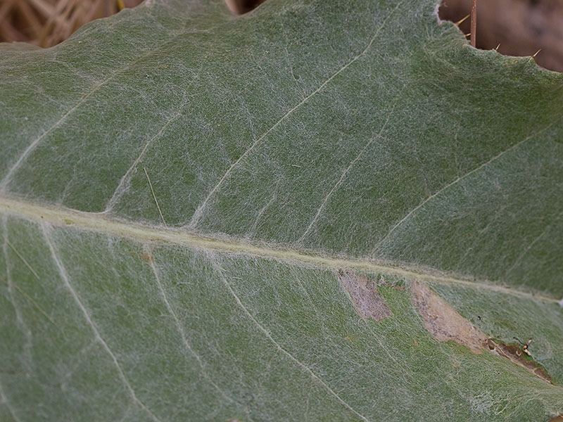 Hoja basal de la Onopordum acanthium, Alcachofa borriquera