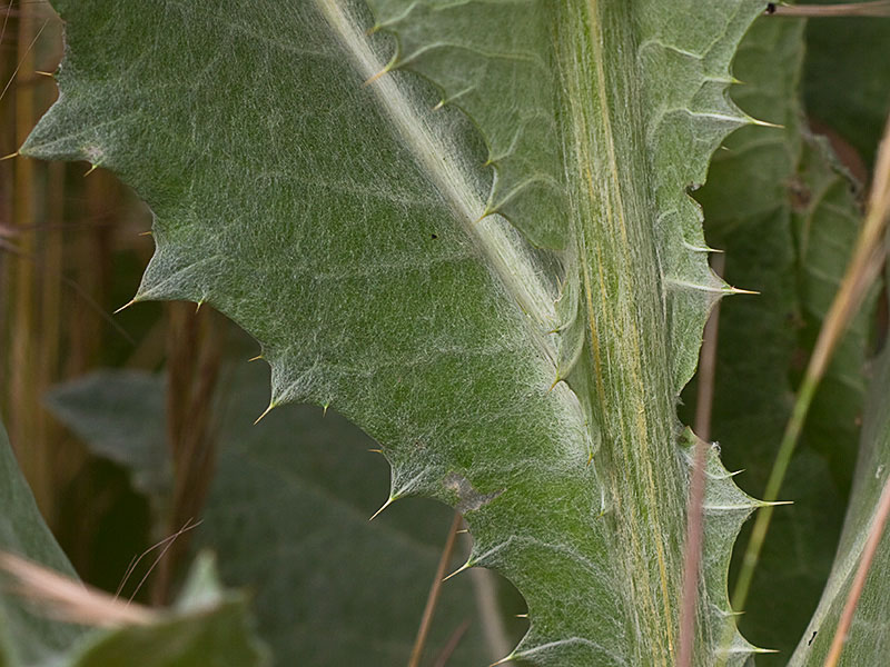 Hoja caulinar de la Onopordum acanthium, Alcachofa borriquera