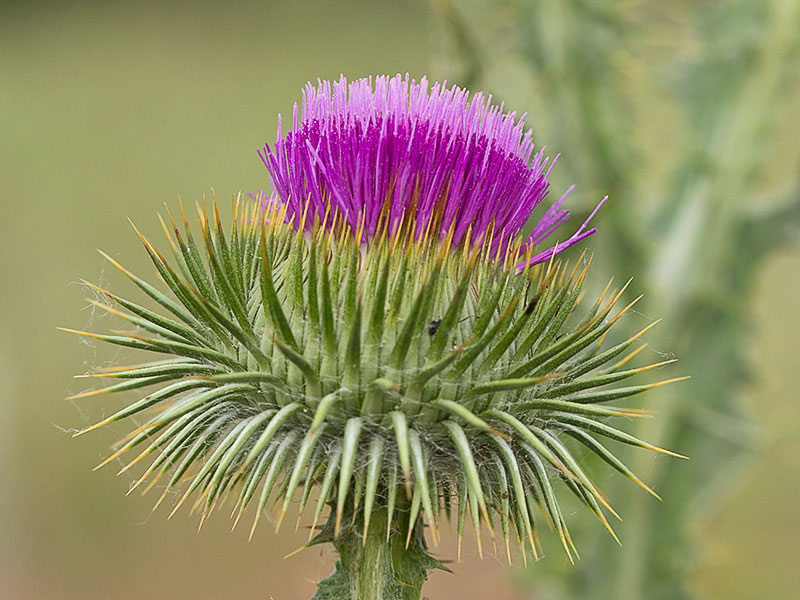 Onopordum acanthium, Alcachofa borriquera