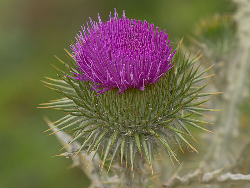 Onopordum acanthium, Alcachofa borriquera