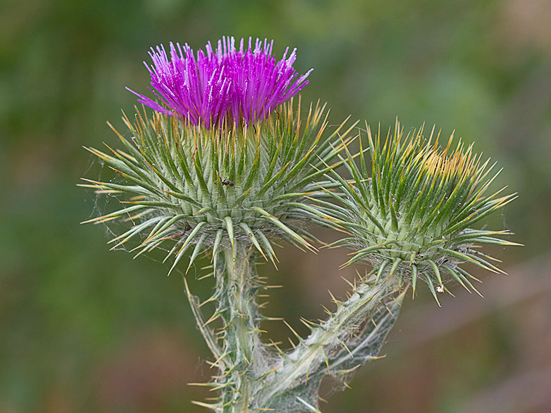 Inflorescencia de la Onopordum acanthium, Alcachofa borriquera