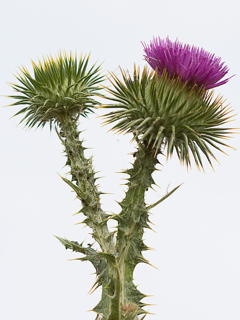 Onopordum acanthium, Alcachofa borriquera