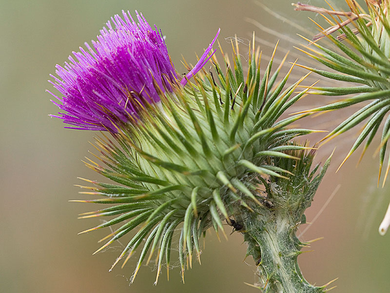 Onopordum acanthium, Alcachofa borriquera