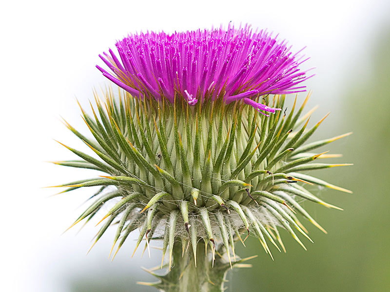 Inflorescencia de la Onopordum acanthium, Alcachofa borriquera