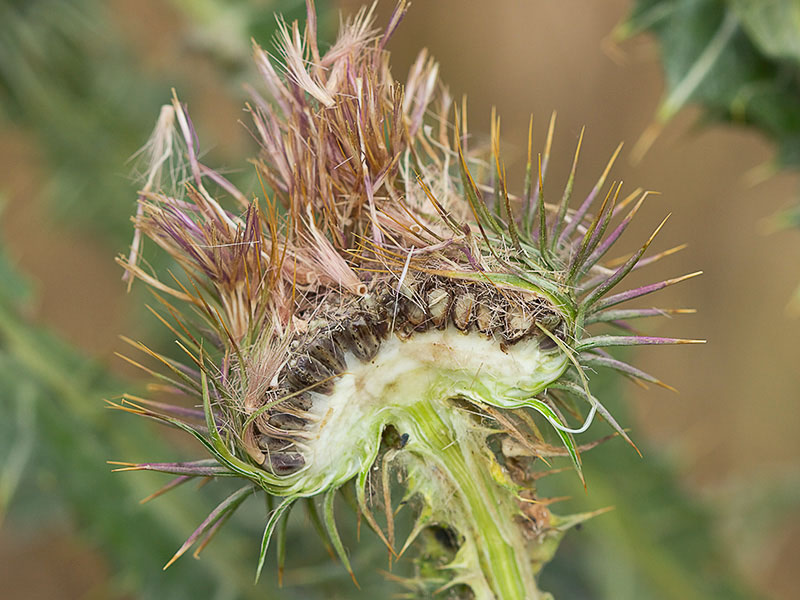 Corte de la inflorescencia de la Onopordum acanthium, Alcachofa borriquera con los aquenios ya casi maduros