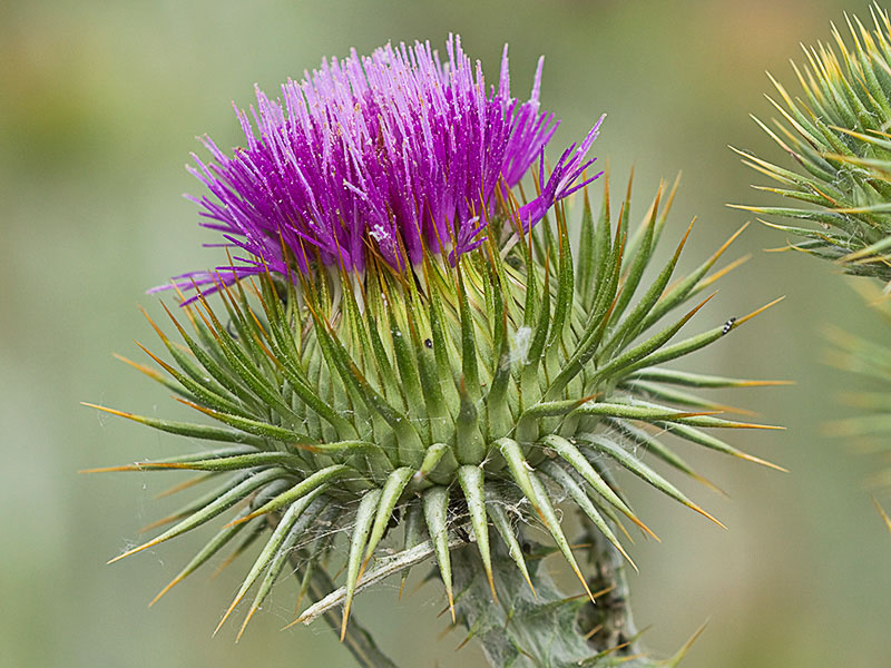 Inflorescencia de la Onopordum acanthium, Alcachofa borriquera