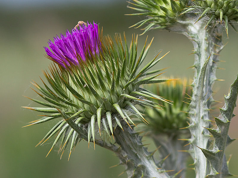 Inflorescencia de la Onopordum acanthium, Alcachofa borriquera