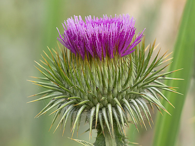 Inflorescencia de la Onopordum acanthium, Alcachofa borriquera