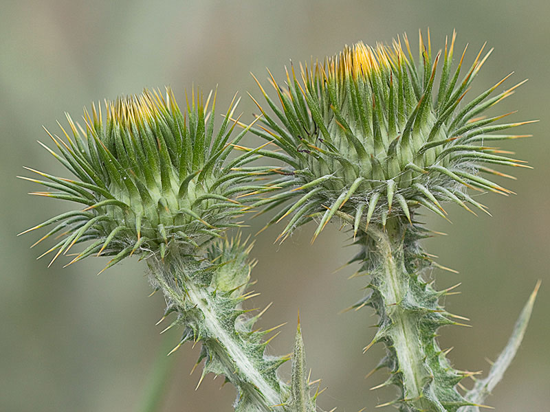 Onopordum acanthium, Alcachofa borriquera