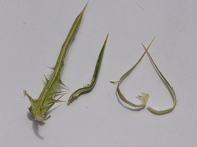 Brácteas de la Onopordum acanthium, Alcachofa borriquera