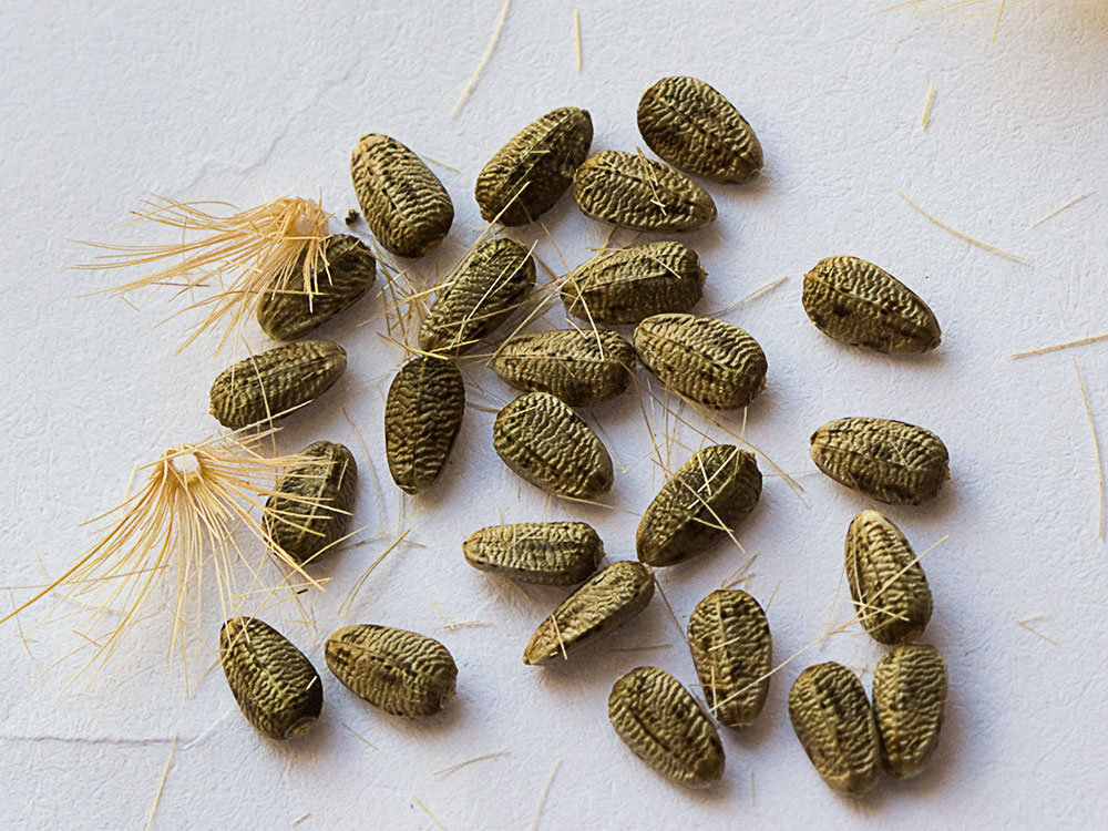 Semillas de la Onopordum acanthium, Alcachofa borriquera