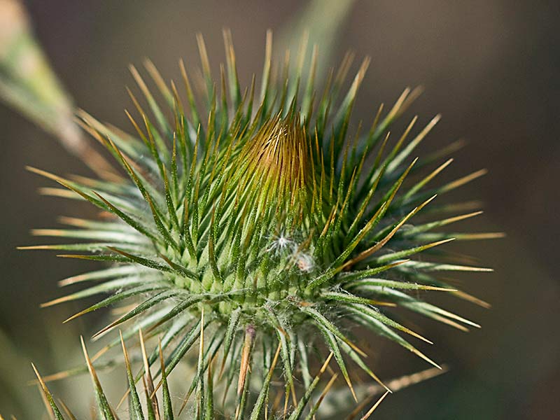 Capullo del Onopordum acanthium, Alcachofa borriquera