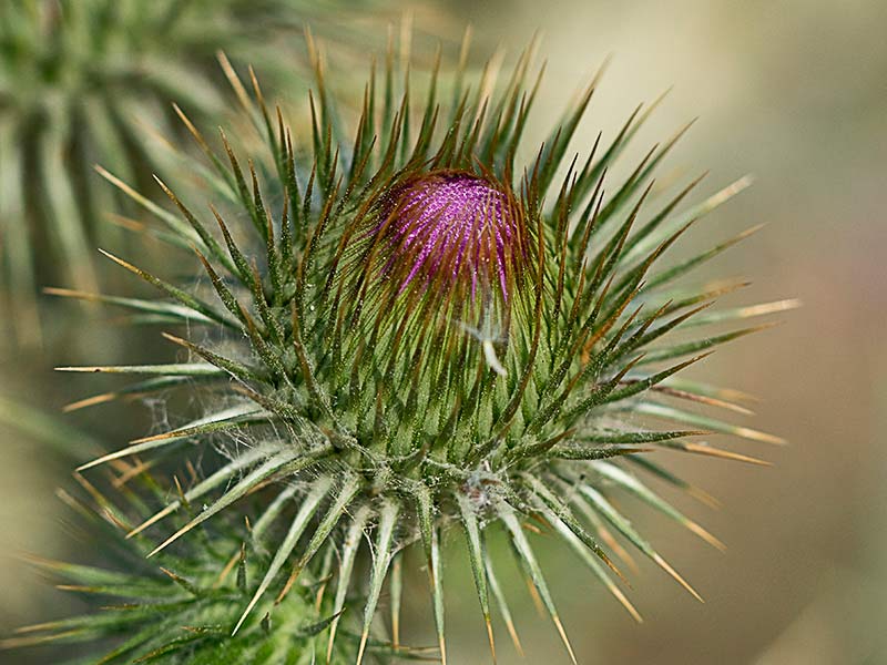Onopordum acanthium, Alcachofa borriquera