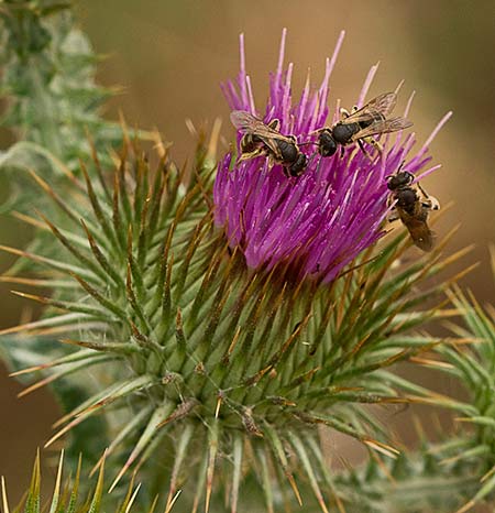 Inflorescencia del Onopordum acanthium, Alcachofa borriquera