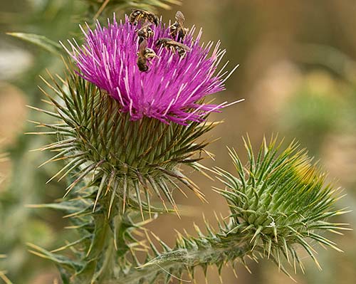 Inflorescencia del Onopordum acanthium, Alcachofa borriquera