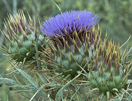 Capítulos de la alcachofa silvestre (Cynara cardunculus)