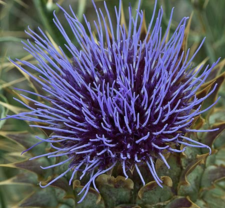 Flor de la alcachofa silvestre (Cynara cardunculus)