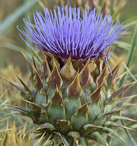 Capítulo de la alcachofa silvestre (Cynara cardunculus )