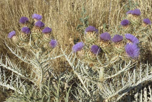 Mata de alcachofa silvestre (Cynara cardunculus)