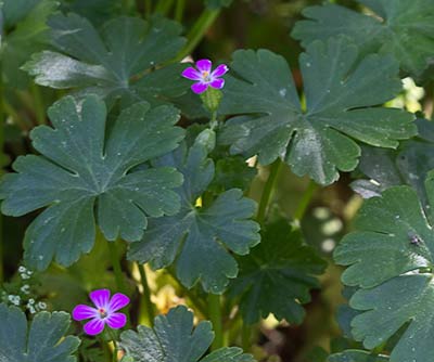 Mata de alfileres (Geranium Lucidum)