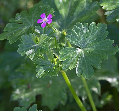 Mata de los alfileres (Geranium Lucidum)
