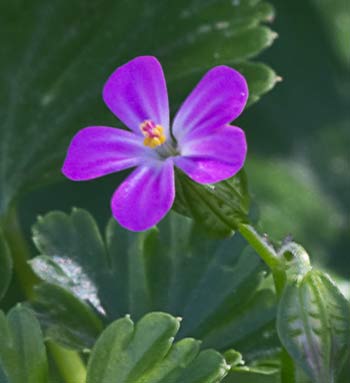 Flor de los alfileres (Geranium lucidum)