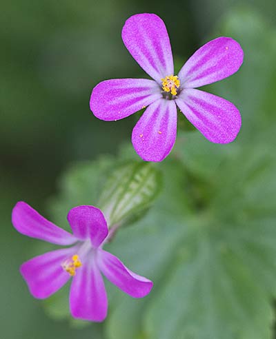 Flores de los alfileres (Geranium lucidum)