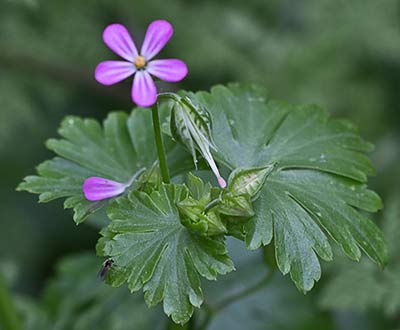 Flor, fruto y hojas de los alfileres (Geranium lucidum)