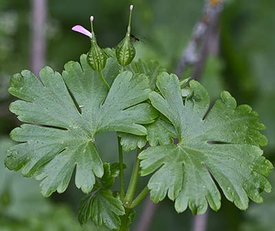 Fruto y hojas de los alfileres (Geranium lucidum)