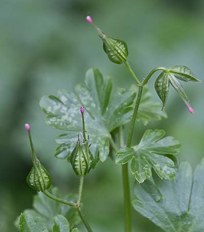 Frutos de los alfileres (Geranium lucidum)