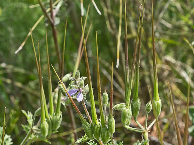 Erodium Ciconium