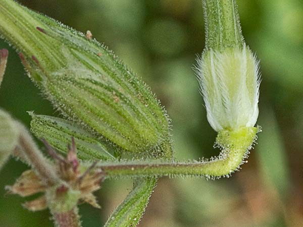 Erodium Ciconium