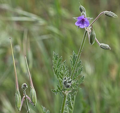 Alfileres de pastor (Erodium Ciconium)