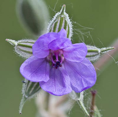 Flor de los Alfileres de pastor (Erodium Ciconium)