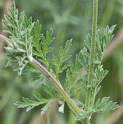 Tallo de los Alfileres de pastor (Erodium Ciconium)