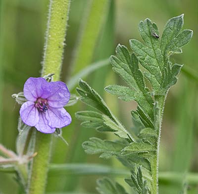 Hoja y flor de los Alfileres de pastor (Erodium Ciconium)