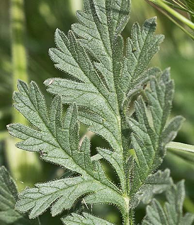 Hoja de los Alfileres de pastor (Erodium Ciconium)