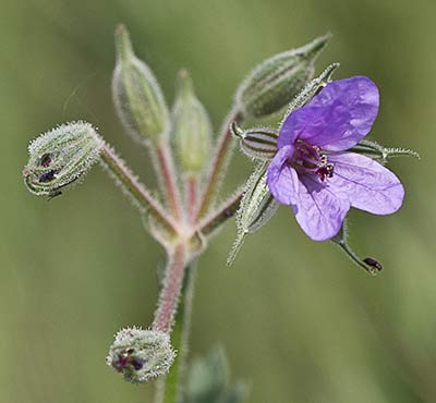Erodium Ciconium