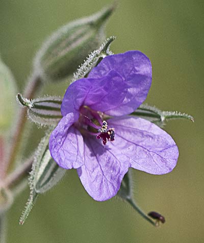 Erodium Ciconium