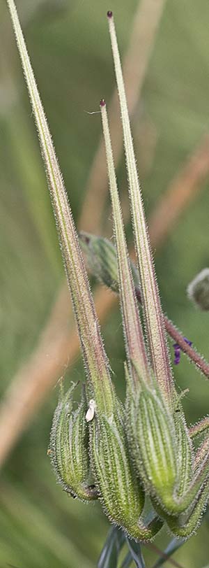 Erodium Ciconium