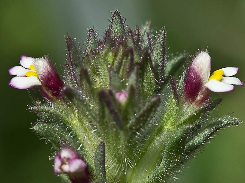 Algarabía (Parentucellia latifolia)