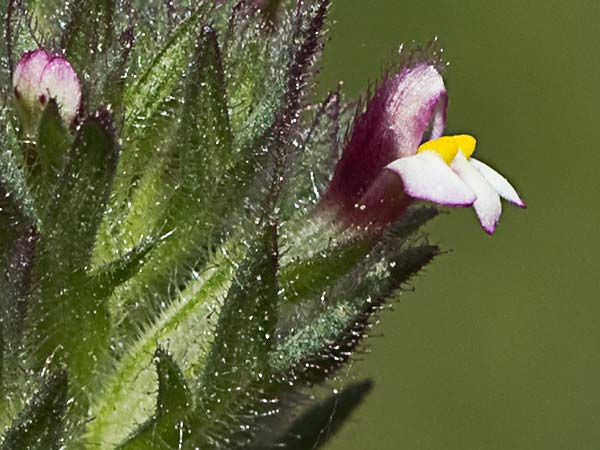 Algarabía (Parentucellia latifolia)