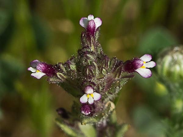 Algarabía (Parentucellia latifolia)